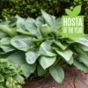 Hosta Empress Wu Plant - 5.25" Potted Perennial Shade Plant