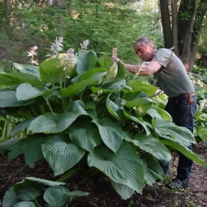 Hosta Empress Wu Plant - 5.25