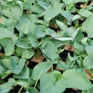 Hosta Empress Wu Plant - 5.25