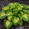 Hosta Etched Glass Plant - Live Perennial in 5.25" Pot - Outdoor Ready