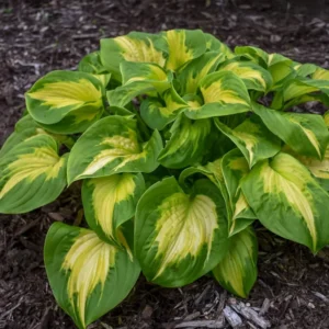 Hosta Etched Glass Plant - Live Perennial in 5.25
