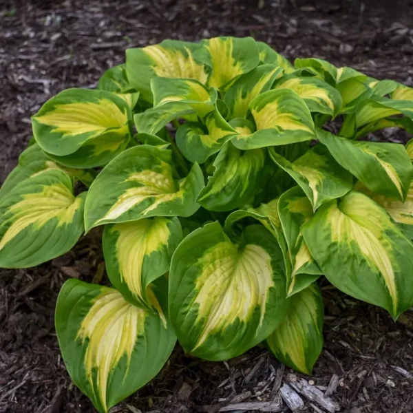Hosta Etched Glass Plant - Live Perennial in 5.25" Pot - Outdoor Ready