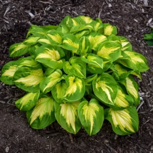 Hosta Etched Glass Plant - Live Perennial in 5.25