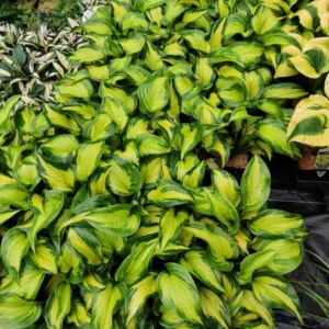 Hosta Etched Glass Plant - Live Perennial in 5.25