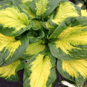 Hosta Etched Glass Plant - Live Perennial in 5.25