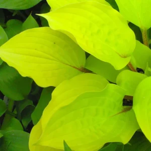 Hosta Fire Island Plant Live Outdoor Hostas 5.25