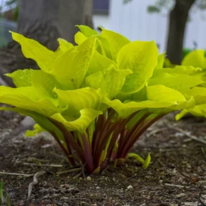 Hosta Fire Island Plant Live Outdoor Hostas 5.25