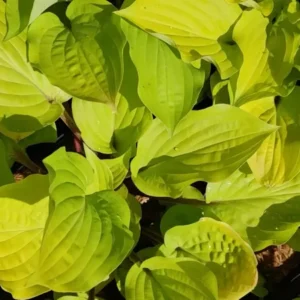Hosta Fire Island Plant Live Outdoor Hostas 5.25