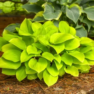 Hosta Fire Island Plant Live Outdoor Hostas 5.25