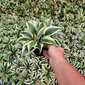 Hosta Firn Line Plant - 5.25