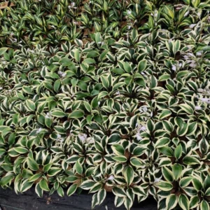 Hosta Firn Line Plant - 5.25