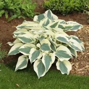 Hosta Firn Line Plant - 5.25