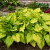 Hosta First Dance Plant - Live Potted Hosta - 5.25" Pot - Perennial Shade Plant