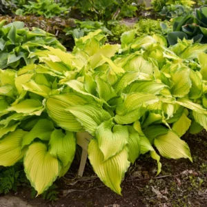 Hosta First Dance Plant - Live Potted Hosta - 5.25" Pot - Perennial Shade Plant