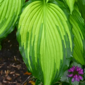 Hosta First Dance Plant - Live Potted Hosta - 5.25