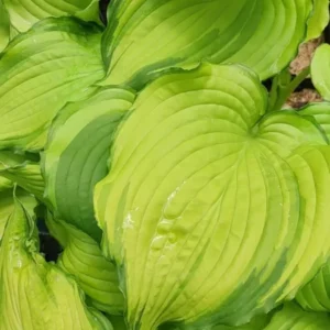 Hosta First Dance Plant - Live Potted Hosta - 5.25