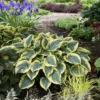 Hosta First Frost Plant - Live Outdoor Perennial - 5.25" Pot - Shade Plant