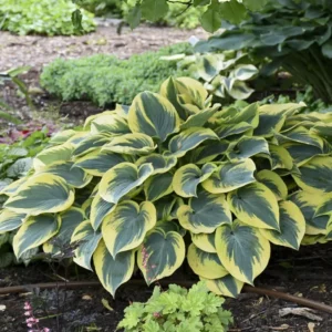 Hosta First Frost Plant - Live Outdoor Perennial - 5.25