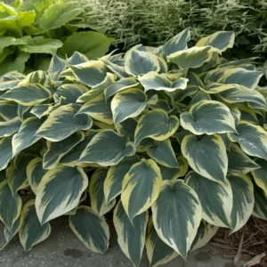 Hosta First Frost Plant - Live Outdoor Perennial - 5.25