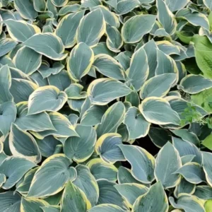 Hosta First Frost Plant - Live Outdoor Perennial - 5.25