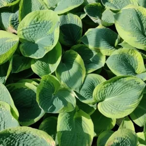 Hosta Frances Williams Plant - Live Plant 5.25