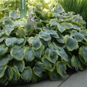 Hosta Frances Williams Plant - Live Plant 5.25