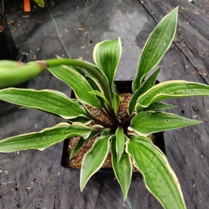 Hosta Grateful Red Plant - 5.25