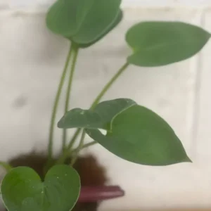 Hosta Halcyon Qt Pot Blue Plantain Lily Shade Garden Plant