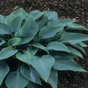 Hosta Halcyon Qt Pot Blue Plantain Lily Shade Garden Plant