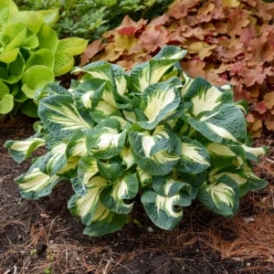 Hosta Hans Plant Live Hosta 5.25
