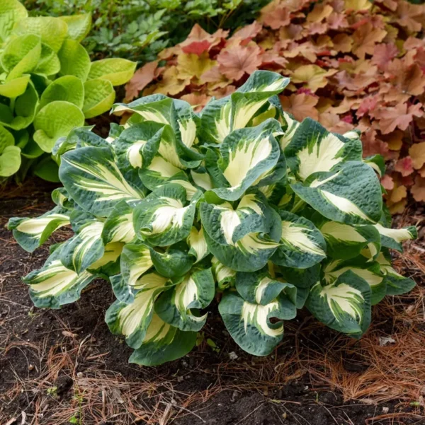 Hosta Hans Plant Live Hosta 5.25" Potted Perennial Shade Plant Twisted Puckered Leaves Green White
