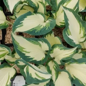 Hosta Hans Plant Live Hosta 5.25