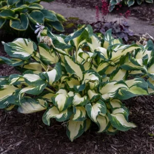 Hosta Hans Plant Live Hosta 5.25