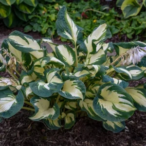 Hosta Hans Plant Live Hosta 5.25