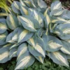 Hosta High Society Plant Live Outdoor 5.25" Pot Perennial Shade Plant