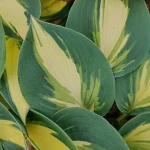 Hosta High Society Plant Live Outdoor 5.25