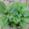 Hosta Holar Purple Flash Plant - 5.25" Potted Perennial Shade Plant