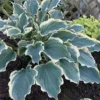 Hosta Hope Springs Eternal Plant - Live Perennial in 5.25" Pot - Outdoor Hosta