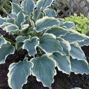 Hosta Hope Springs Eternal Plant - Live Perennial in 5.25