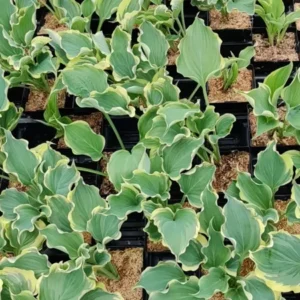 Hosta Hope Springs Eternal Plant - Live Perennial in 5.25