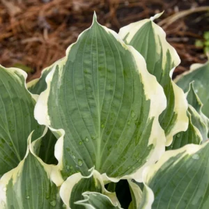 Hosta Hope Springs Eternal Plant - Live Perennial in 5.25