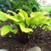 Hosta Hotshot Plant - 5.25" Potted Live Hosta - Perennial Shade Plant