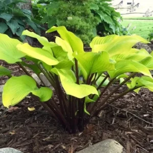 Hosta Hotshot Plant - 5.25" Potted Live Hosta - Perennial Shade Plant