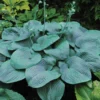 Hosta Humpback Whale Plant - 5.25" Potted Live Hosta - Blue Shade Perennial