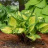 Hosta Island Breeze Plant 5.25" Pot Live Perennial Shade Colorful Outdoor Plant