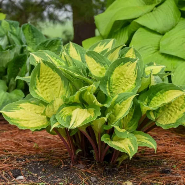 Hosta Island Breeze Plant 5.25" Pot Live Perennial Shade Colorful Outdoor Plant