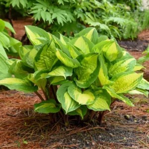 Hosta Island Breeze Plant 5.25