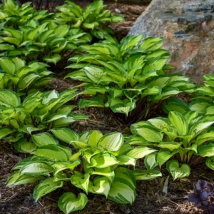 Hosta Island Breeze Plant 5.25