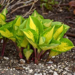 Hosta Island Breeze Plant 5.25