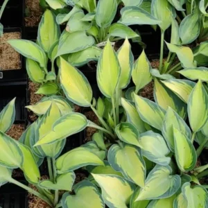 Hosta June Plant 5.25